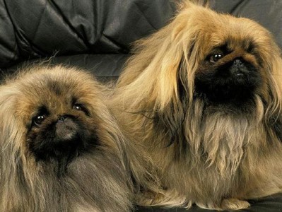 京巴犬的理想狗粮选择（探讨适合京巴犬的营养均衡狗粮）