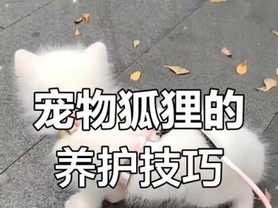 宠物狐狸的参考价格及饲养方法（了解宠物狐狸的价格和如何饲养一只健康快乐的小伙伴）