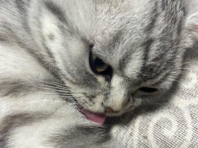 猫鼻子为何逐渐变黑？（探索猫鼻子逐渐变黑的原因和意义）