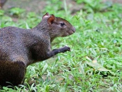 中美毛臀刺鼠饲养方法详解（如何做到让你的宠物生活得舒适健康？）