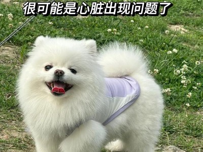 新手养宠泰迪狗幼犬的饮食指南（泰迪狗幼犬的合理饮食安排及常见误区解析）