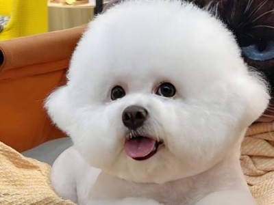 比熊宠物的理想水果饮食（以比熊吃什么水果最好？）