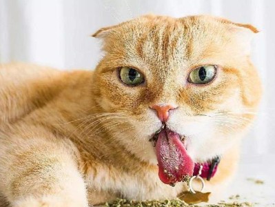 猫的兴奋源于什么？（解密猫咪食物中的兴奋因素）