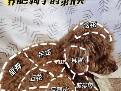 幼犬吃撑急救方法（铲屎官应该如何应对幼犬吃撑的紧急情况？）