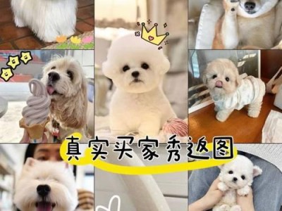 泰迪犬疫苗接种时间表及重要事项（了解泰迪犬疫苗接种时间，保护你的宠物健康）