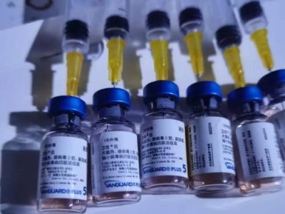 狗狗打第一针需要多长时间？（探究狗狗第一针注射的时间和过程）