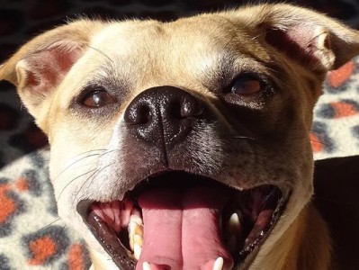 小型犬为什么凶？（探究小型犬攻击性行为的原因与应对方法）