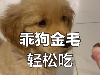 金毛禁食指南（保护宠物金毛健康，远离有害食物）