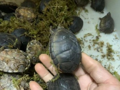 麝香蛋孵化周期及注意事项（探索麝香蛋孵化周期与照顾技巧，让您的孵化之旅更加顺利！）