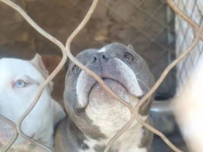 恶霸犬的用途与训练技巧（保护与警戒）