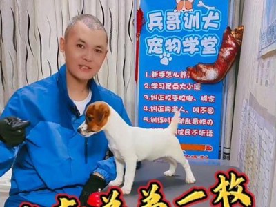 养杰克罗素梗犬的注意事项（饲养杰克罗素梗犬需要注意的方面）