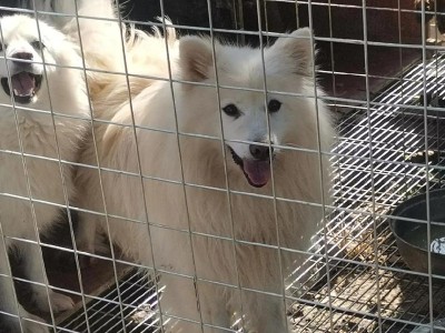 饲养银狐狗狗幼犬的特点与技巧（了解银狐狗狗幼犬的外观特征及培养方法）