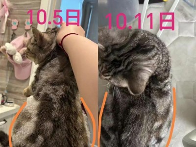 猫咪腹水肚子问题解析（腹水猫咪的症状、原因和处理方法）