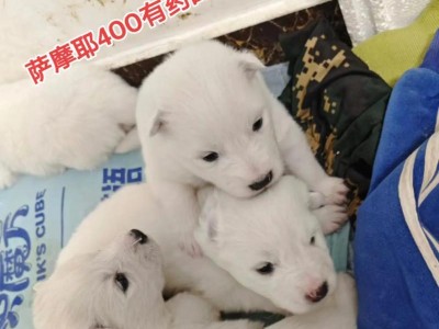 萨摩耶幼犬的喂养方法（以5个月的萨摩耶吃多少？）