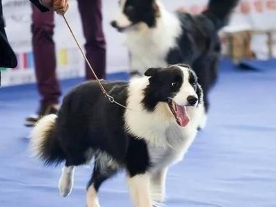 狗狗双血统（探索双血统犬的独特魅力与价值）