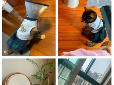 猫咪绝育术后饮食指南（科学合理的饮食有助于猫咪的康复和健康）