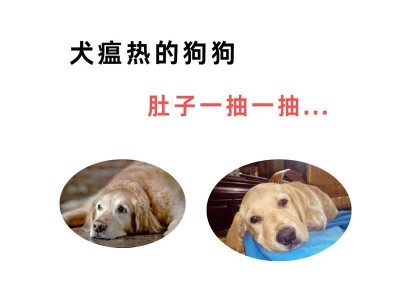 狗瘟患者的饮食调理（-狗瘟、饮食、调理）
