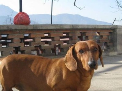 猎犬体力下降怎么办？（提高猎犬体力的有效方法）