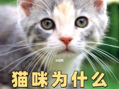 宠物猫咪睡觉抽搐的表现（了解猫咪抽搐的原因和处理方法）