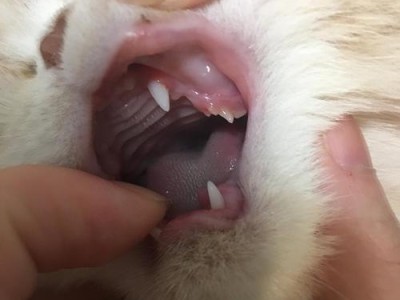 猫咪换牙后的兴奋表现（探究猫咪换牙带来的行为变化及其原因）