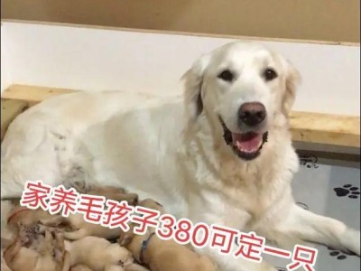 如何识别金毛犬不驱虫的症状（以宠物为主，关注金毛犬健康；不驱虫会导致何种症状？）