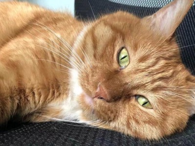 小猫为什么吃虫子？（探索小猫食性和进化的奥秘）
