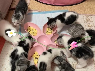 奶猫喂养指南（了解喂奶时间的重要性及建议）