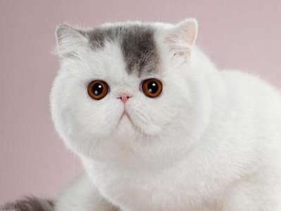 加菲猫的可爱特点（探索加菲猫的独特魅力）