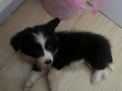 边牧幼犬为何阶段尿少？（探索边牧幼犬尿少的原因及解决方法）