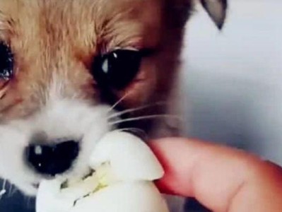 小猫吃鸡蛋的故事——一只宠物猫的成长历程（从不喜欢到喜欢，小猫和鸡蛋的故事）