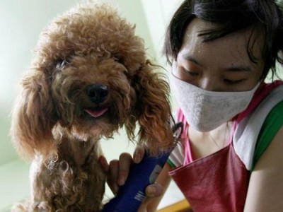 狗狗剪完毛需要注意的时间（掌握最佳时机，宠物健康更重要）