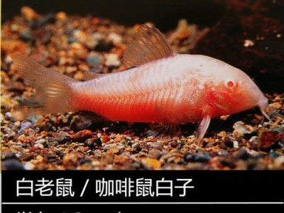 以青苔鼠鱼为宠物的饲养方法（让你的青苔鼠鱼健康快乐的生活）