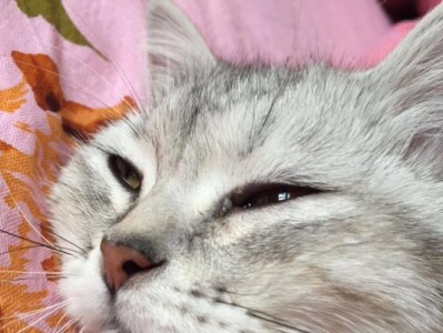 猫咪流泪眼屎多的原因及如何预防（探究猫咪眼部问题，有效预防流泪眼屎多）