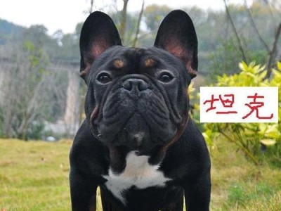 探究法国斗牛犬的价格和等级分布（了解法国斗牛犬的市场行情及价格等级）