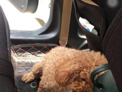 泰迪吃人屎的后果及应对方法（探讨泰迪食用人屎可能引发的健康问题和解决方案）