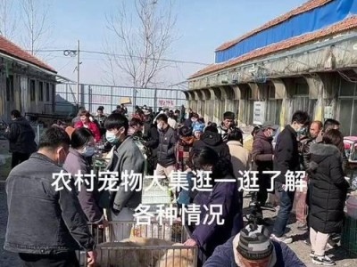 买狗市中的噩梦（1000元购买的哈士奇养育六个月后，我们发现了隐藏的痛苦）