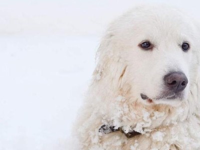 如何发现宠物大白熊幼犬是否生病（掌握以下技巧，提前预防健康问题）