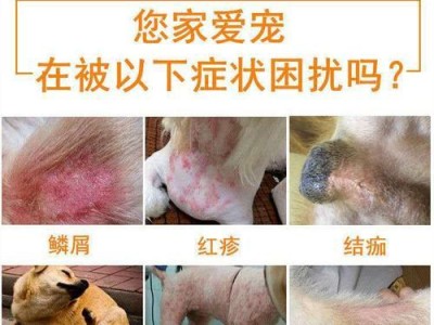 犬的真菌性皮肤病详解（如何预防和治疗犬的真菌性皮肤病）