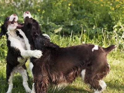 宠物健康状况与疾病防治（以英国斯宾格猎犬为例-怎样应对宠物生病问题）