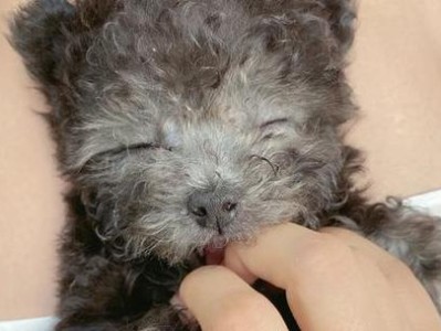 狗尿为何呈现黄色？（深入解析狗尿黄色的原因及健康指标）