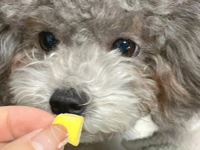 小狗可以吃蛋黄吗？（宠物饮食的正确选择）