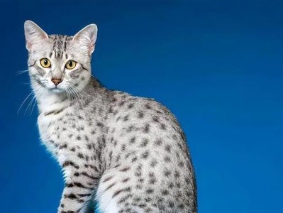 古埃及猫的神秘之谜（揭开古埃及猫历史的面纱）
