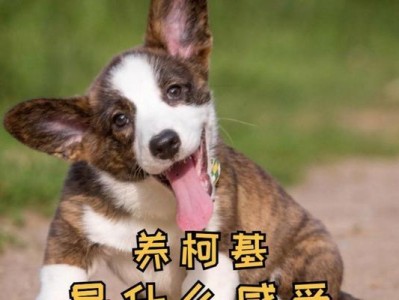 柯基犬饲养的人少，原因何在？（探究柯基犬饲养率低下的原因及其影响）
