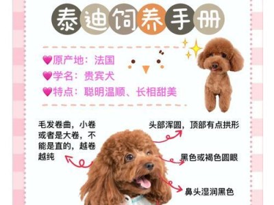 如何处理小泰迪几天不吃的问题（解决小泰迪拒食的有效方法）