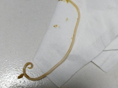 吃了犬心宝多久拉虫子？（犬心宝是否能有效驱除体内寄生虫？）