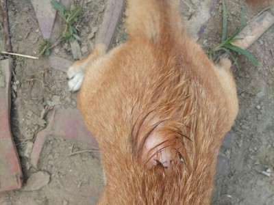 狗狗烧伤后的康复过程（狗狗烧伤恢复时间与护理方法详解）