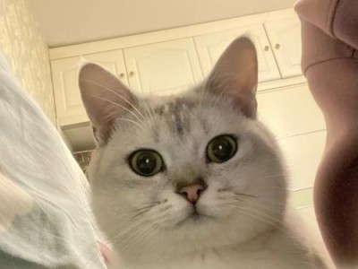 猫咪食谱揭秘（小心！这些食物有可能危害猫咪的健康）
