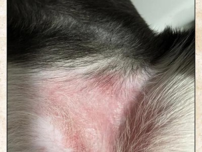 狗狗毛囊损伤的原因与治疗方法（探索毛囊损伤对狗狗健康的影响与解决方案）