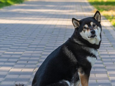 为什么柴犬不会捡球？（探究柴犬不愿捡球的原因及解决方法）