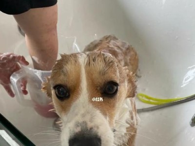 如何正确给柯基狗狗洗澡？（宠物护理中的重要细节）